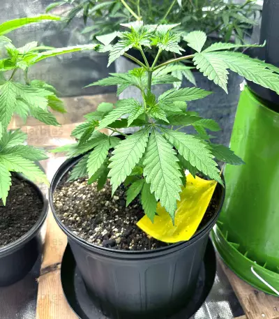 Graines de cannabis Girl Scout Cookies (Blackskull Seeds)