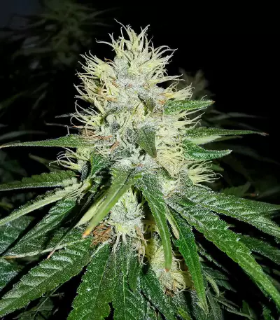 Semillas Feminizadas Jack Herer (Seedkeepers)