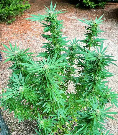 Semi femminizzati Kali Banner (AlphaFem Seeds)