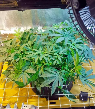 Northern Lights Seeds (Nirvana Seeds)