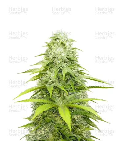 OG Kush x Diesel Feminized Seeds (Herbies Seeds USA)