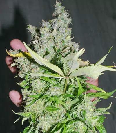 Purple Haze 1 feminized seeds