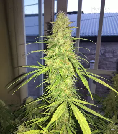 Skunk Auto feminized seeds (GHS)
