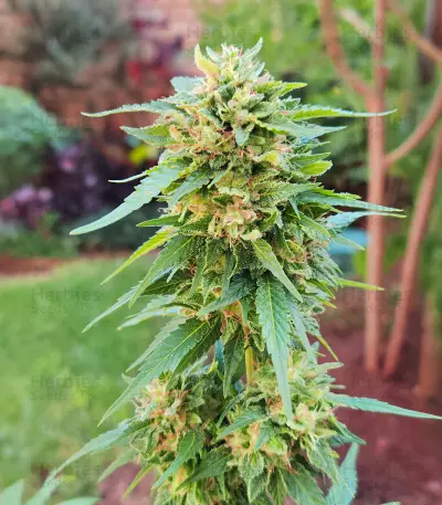 Somango XXL (Nirvana Seeds)