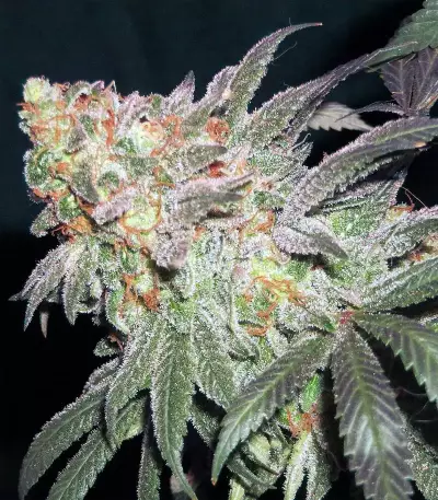 Afghan Kush Early Harvest Seeds