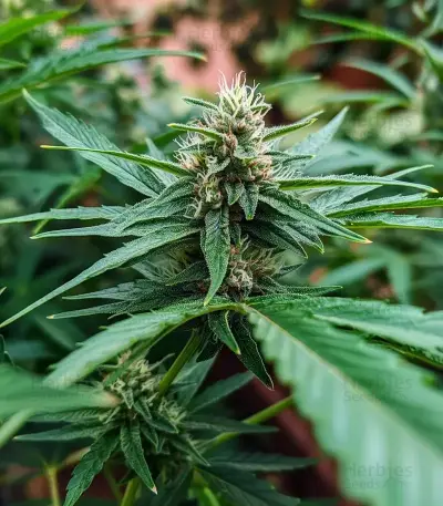 Auto Northern Lights XXL (00 Seeds)
