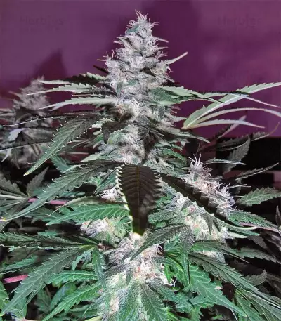 Black Budha (Sagarmatha Seeds)