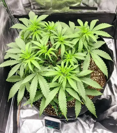 Bruce Banner Seeds