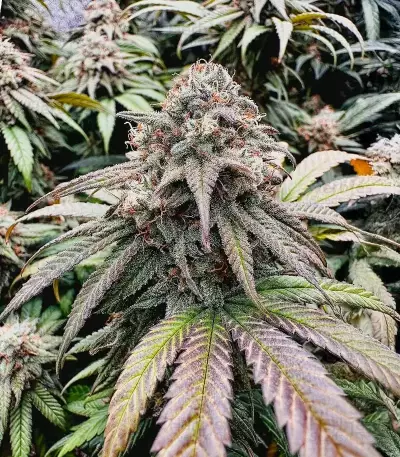 Cherry Gar-see-yaa Feminized Seeds (Ethos Genetics)