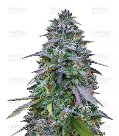 Cookies USA feminized seeds
