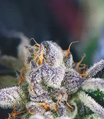 Cookies USA Seeds