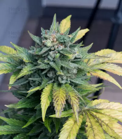 Deep Blue C F2 Auto feminized seeds