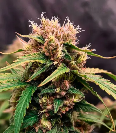 Graines de cannabis Diesel Matic Auto (Blackskull Seeds)