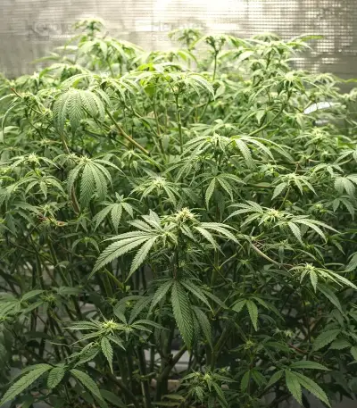 Double Cream feminized seeds