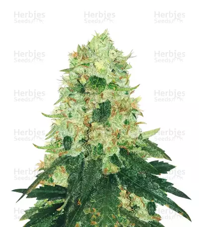 Fruit Punch feminized seeds