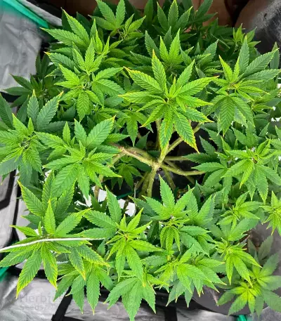 Godfather OG (Herbies Seeds)