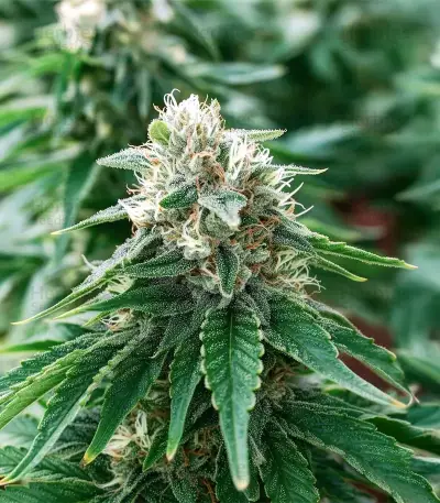 Gorilla Melon Seeds