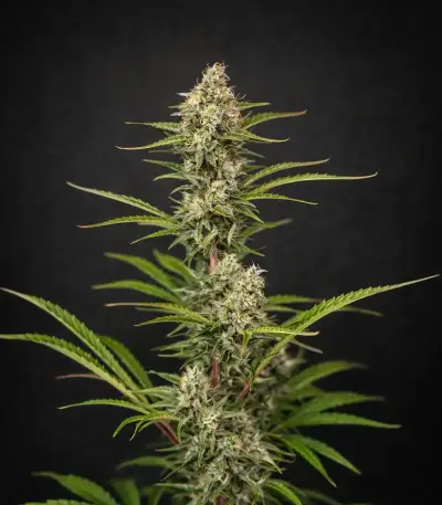 Highcloudz Auto Seeds