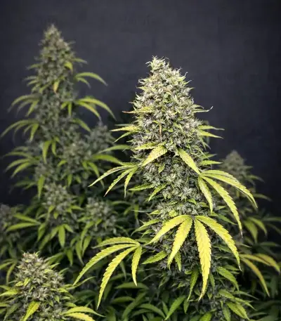 Highcloudz Auto Seeds