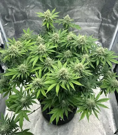 Insane OG Seeds