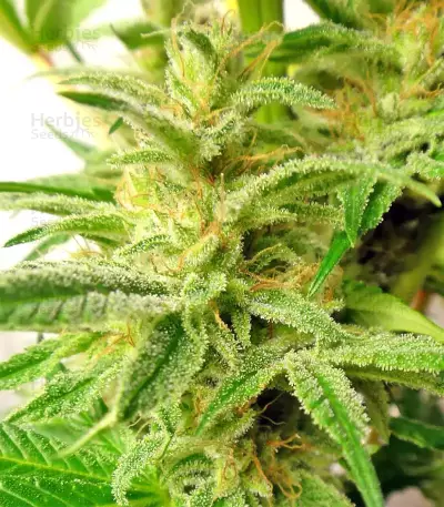 Graines de cannabis Malawi x PCK Regular (Ace Seeds)