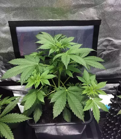 Northern Light Auto Seeds