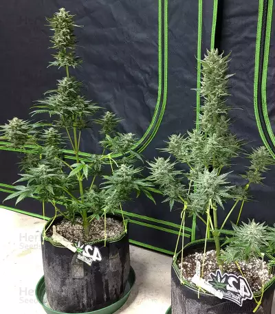 Original Big Bud Seeds