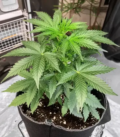 Original Blueberry Auto Seeds