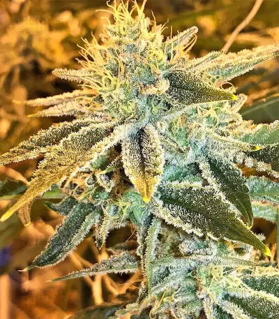 Pure Kush Seeds (Original Sensible Seeds)