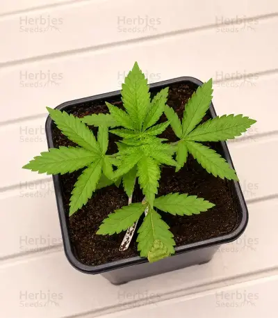 Sativa Dream Seeds