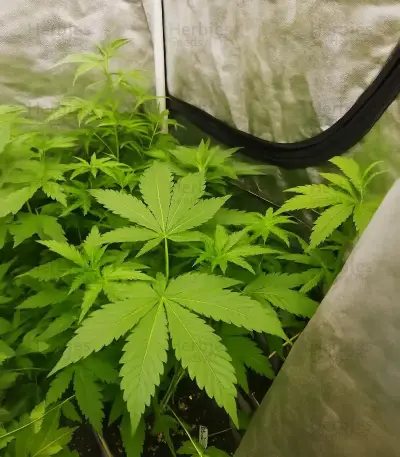 Scrambler Haze Seeds