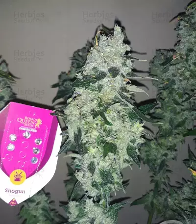 Shogun feminized seeds