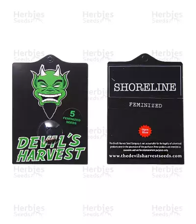 Shoreline feminized seeds