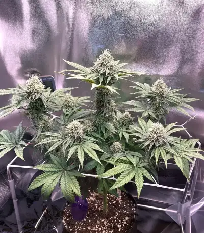Graines de cannabis Soul Star (Dr. Underground)