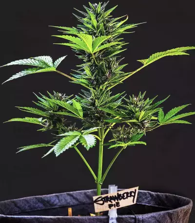 Strawberry Pie Seeds