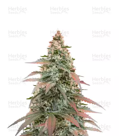 Semi Femminizzati Super Boof Auto (Fast Buds)
