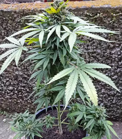 Sweet CBD Seeds