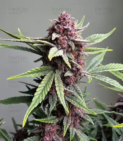 Tropicana Cookies Purple Seeds
