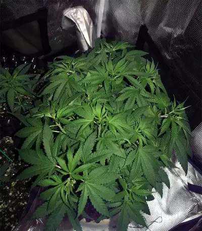 Venice Beach Afghan feminized seeds