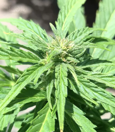 Graines de cannabis Super Skunk Auto (Garden of Green Seeds)