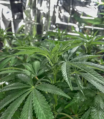 Wedding Cookies féminisée (Original Sensible Seeds)