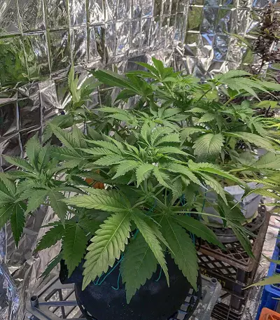 Wedding Cookies féminisée (Original Sensible Seeds)