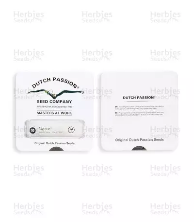 Graines de cannabis Mazar regular (Dutch Passion)