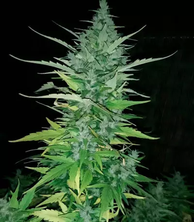 Auto Duck strain