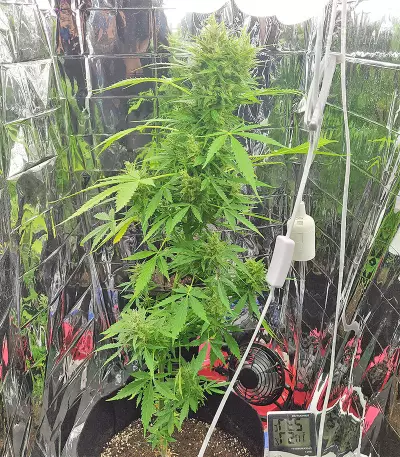 BCN Power Plant Seeds