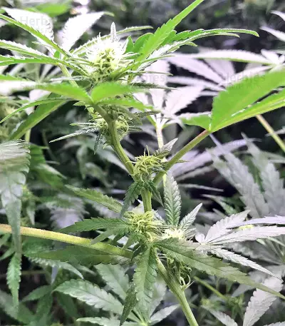 Black Destroyer feminized seeds