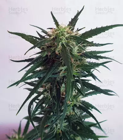 Blueberry Ghost OG marijuana strain