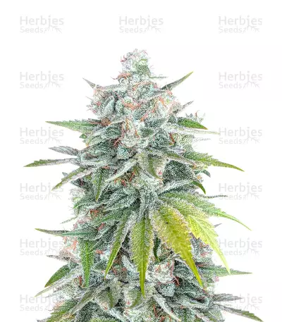 Bubblegum Feminized Seeds (Herbies Seeds USA)