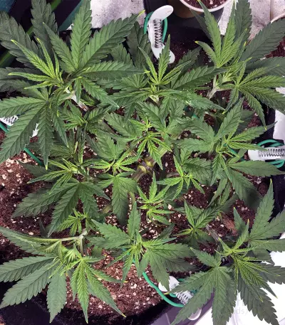 Chocolate Heaven (G13 Labs)