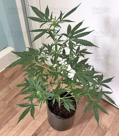 Cookies and Cream Strain